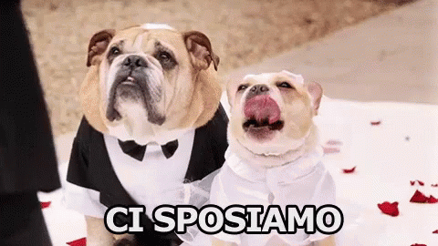 two bulldogs dressed in tuxedos sitting on the ground