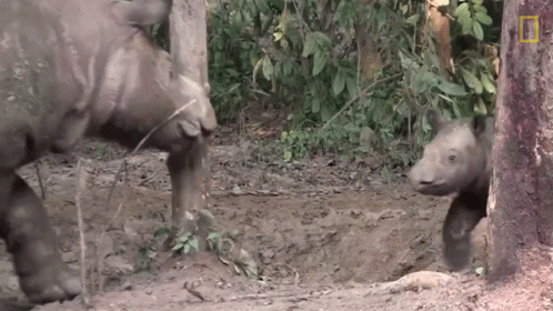 a baby rhino in the forest next to its mother