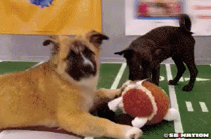 two dogs playing with toy on artificial football field