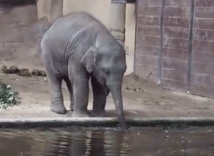 a small elephant standing in the middle of a pool of water