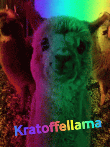 the rainbow hues on a llama are almost white
