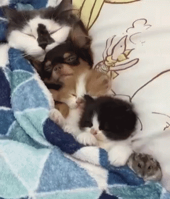 two kittens curled up on a comforter next to each other