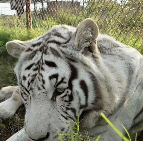 a white tiger resting it's head on a log in an enclosure