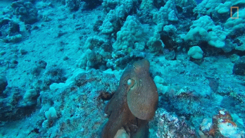 a couple of fish are sitting on some corals