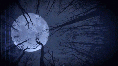 the moon shines on trees during a foggy night