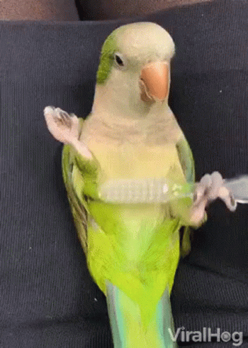 a small blue and green parrot sits on top of a couch