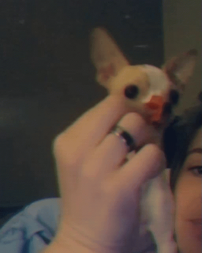 someone holding an adorable little chihuahua dog by their face