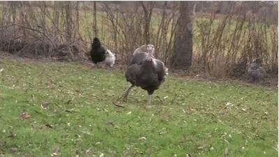 three turkeys walking in an open grass field