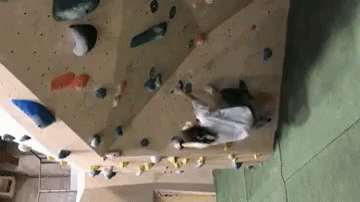 a white cat sitting next to an indoor climbing wall