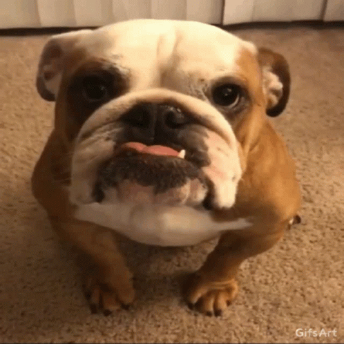 a very cute little bulldog on the ground