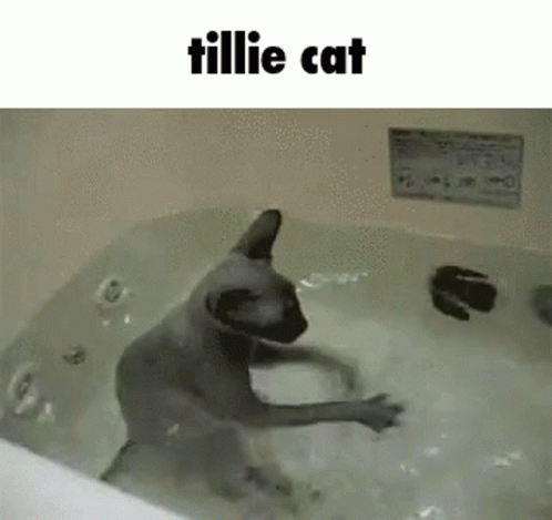 the cat has it's paws in the bathtub
