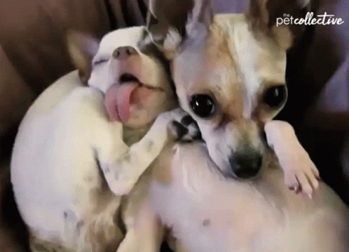 two small dogs snuggled on top of each other