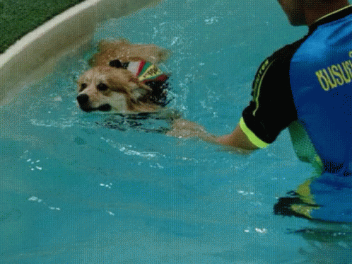 a man swimming with a dog in a pool of water