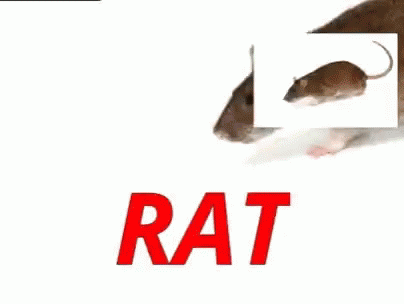 rat and a man looking at each other