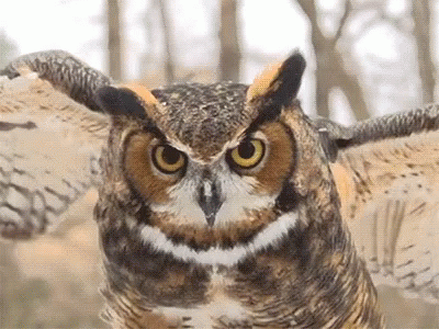 an owl flying through the sky with blue eyes