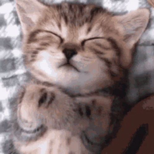 a cat sleeping with its head and paw resting on its paws