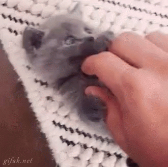 a hand that is touching the arm of a cat