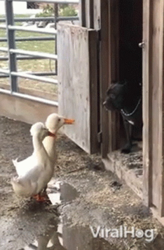 a dog is sitting in a stable door by a duck