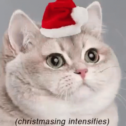 a picture of a cat with a santa hat on
