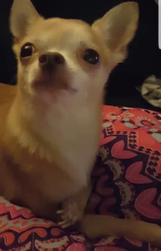 a chihuahua laying down looking intently into the camera