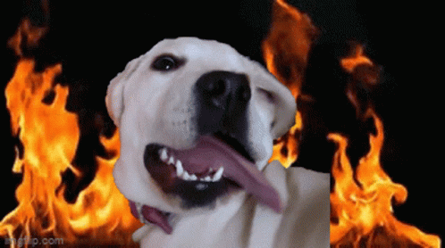 a dog with its mouth open has fire in the background