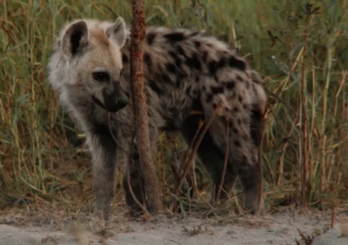 hyena in the wild among dead brush and trees