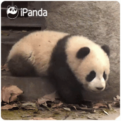 an adorable little panda sleeping against a wall