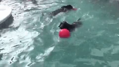 a dog playing with a frisbee in a pool