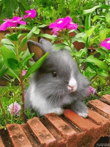 the rabbit is sitting on the bench near the flowers