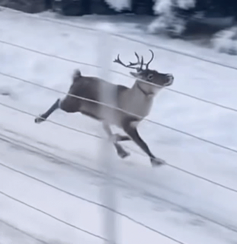 a reindeer running through the air with a scarf on