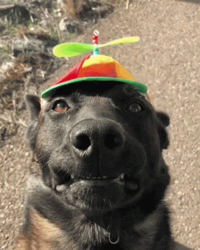 a dog with a helicopter hat on its head