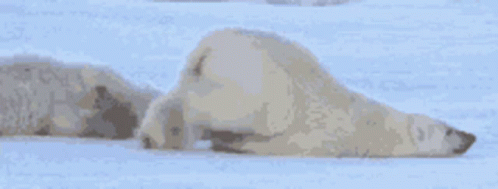 a polar bear is laying down in the snow