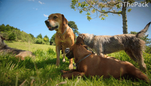 a group of dogs sitting on top of a lush green field