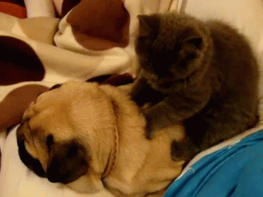 a cat sits atop an animal laying on its back