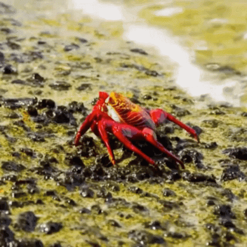 a small blue crab walking through shallow water