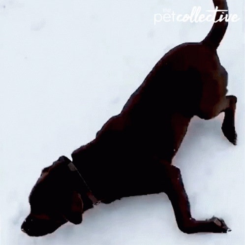 a dog that is standing up in the snow