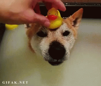 a dog with a rubber duck hat is grooming its ears
