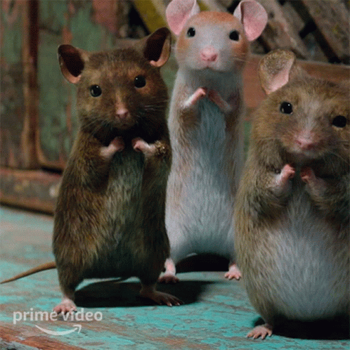 three little mice standing near each other