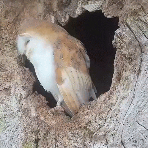 a owl is sitting inside the hole in the tree trunk
