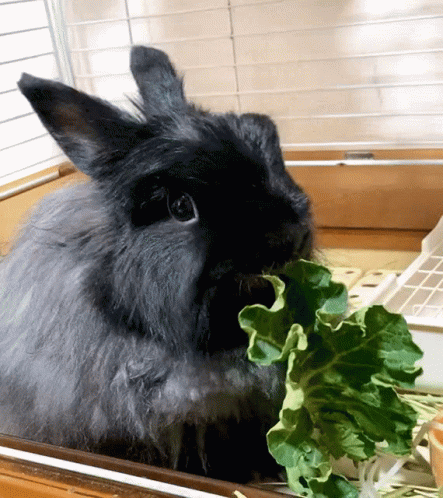 a rabbit sitting inside a box with lettuce in it