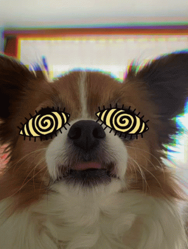 a close up of a dog wearing weird glasses