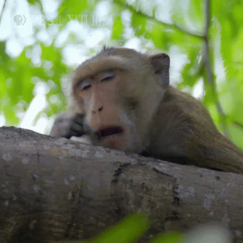 monkey with head on tree limb looking around