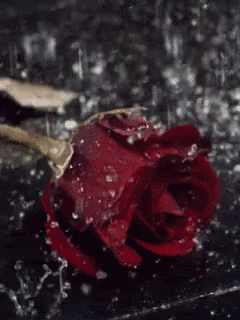 a purple rose that is sitting in the rain