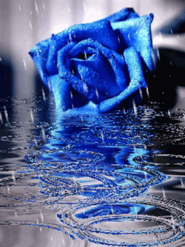 a rose bud sitting in water surrounded by drops
