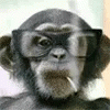 a monkey with glasses on top of its head