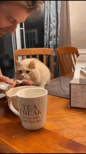 a cat that is sitting on a chair looking at a cup