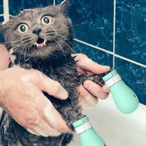 a person is brushing their furry cat's fur with a brush