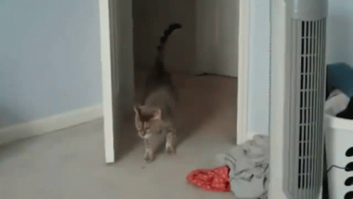 a cat walking into a very small room