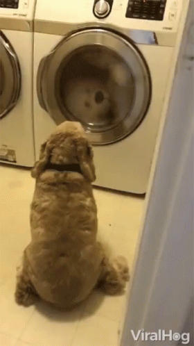 dog looks into dryer that is empty and washing machine