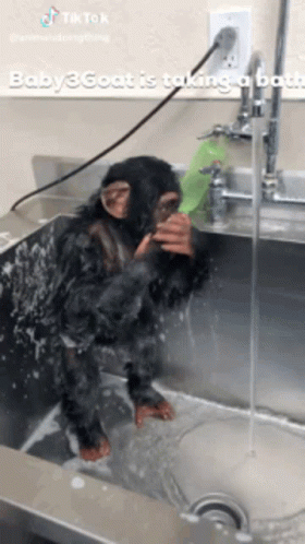a monkey in blue gloves washing itself in a sink